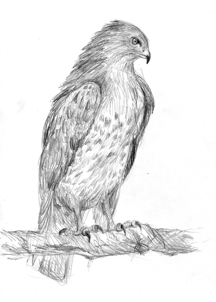 756x1057 Buzzard By Aedua - Buzzard Sketch
