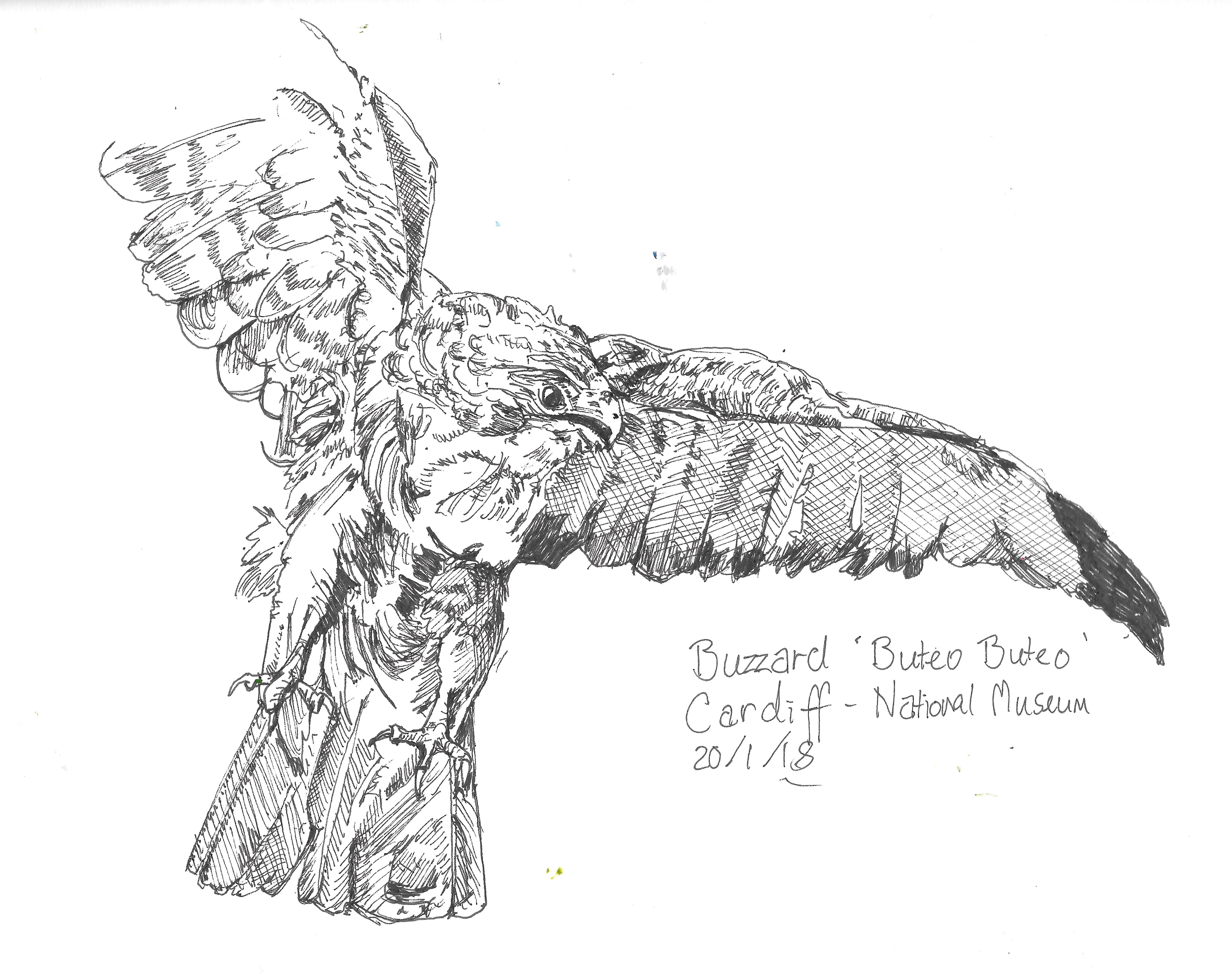 5688x4518 Buzzard In National Museum Of Wales Urban Sketches And Daily - Buzzard Sketch