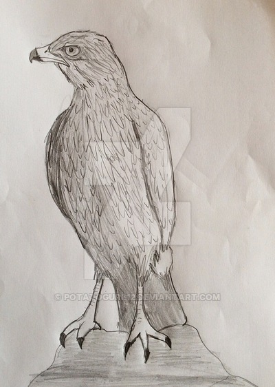 400x562 Common Buzzard Sketch By Potatogurl12 - Buzzard Sketch