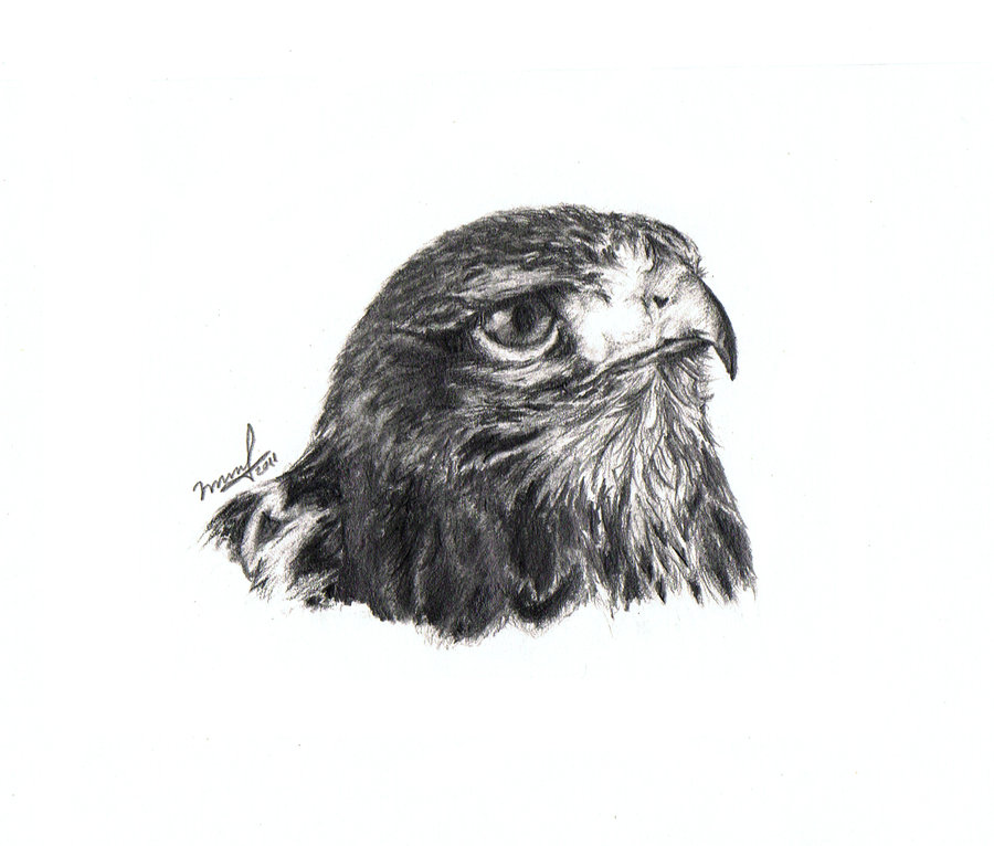 900x766 Common Buzzard By Shanerose - Buzzard Sketch