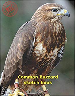 260x335 Common Buzzard Sketch Book Blank Paper For Drawing, Doodling Or - Buzzard Sketch