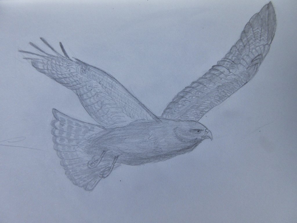 1024x768 Common Buzzard Sketch By Calidris555 - Buzzard Sketch