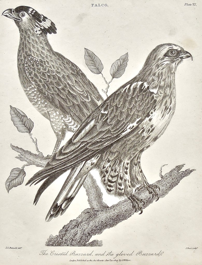 779x1023 Falco. The Crested Buzzard, And The Gloved Buzzard. (B1 208 - Buzzard Sketch