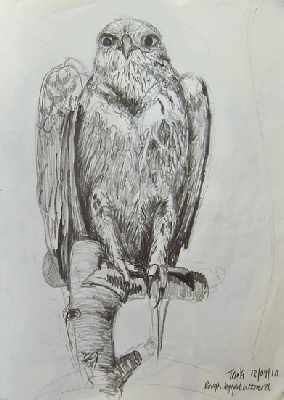 284x400 Gallery - Buzzard Sketch