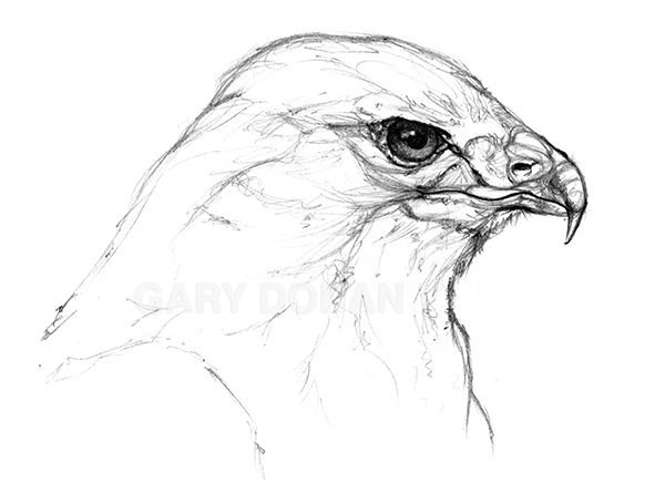 600x446 Gary Doran On Twitter Buzzard Sketch, Pencil - Buzzard Sketch
