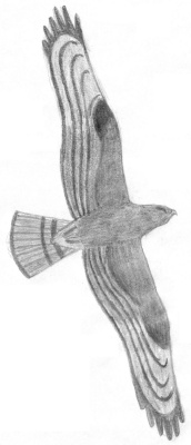 172x400 Honey Buzzard - Buzzard Sketch