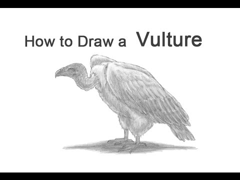 480x360 How To Draw A Vulture - Buzzard Sketch