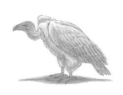 250x193 How To Draw A Vulture - Buzzard Sketch