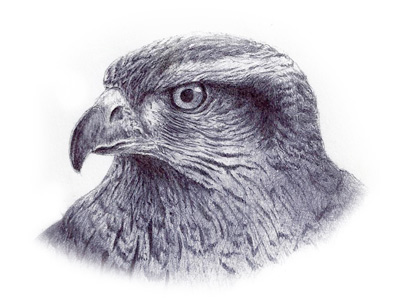 400x300 Red Tail Hawk Sketch By Josh King - Buzzard Sketch