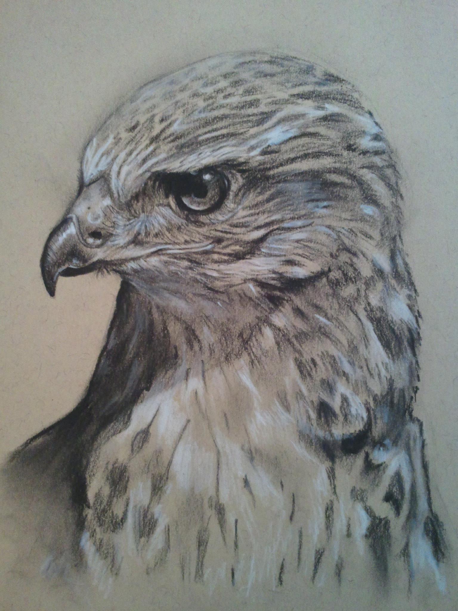 Buzzard Sketch at Explore collection of Buzzard Sketch