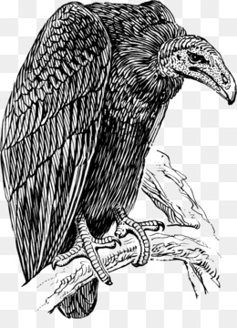260x360 Vulture Png Amp Vulture Transparent Clipart Free Download - Buzzard Sketch