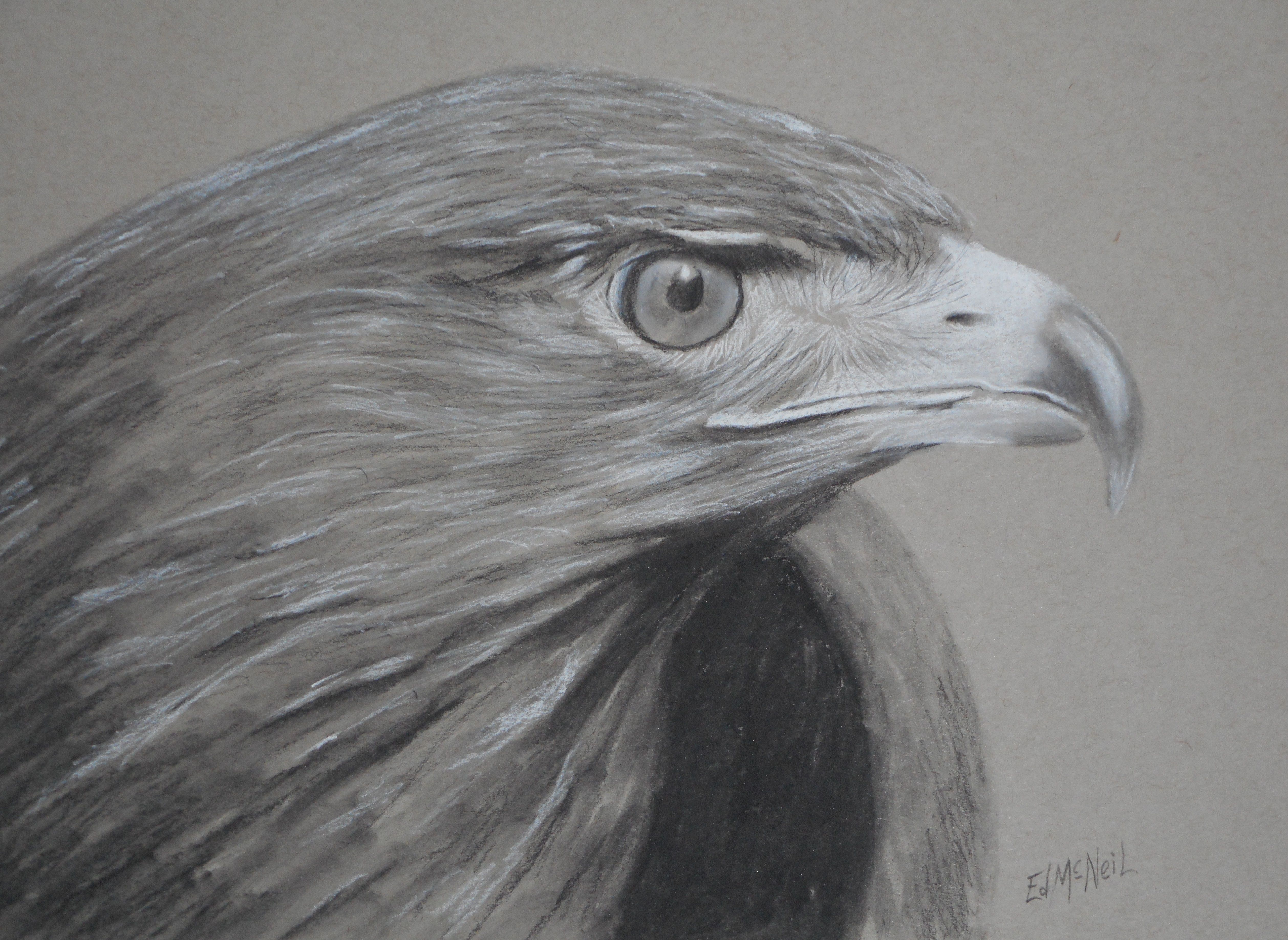 5032x3672 Augur Buzzard By Ed Mcneil Charcoal On Toned Paper. 9x12 - Buzzard Sketch