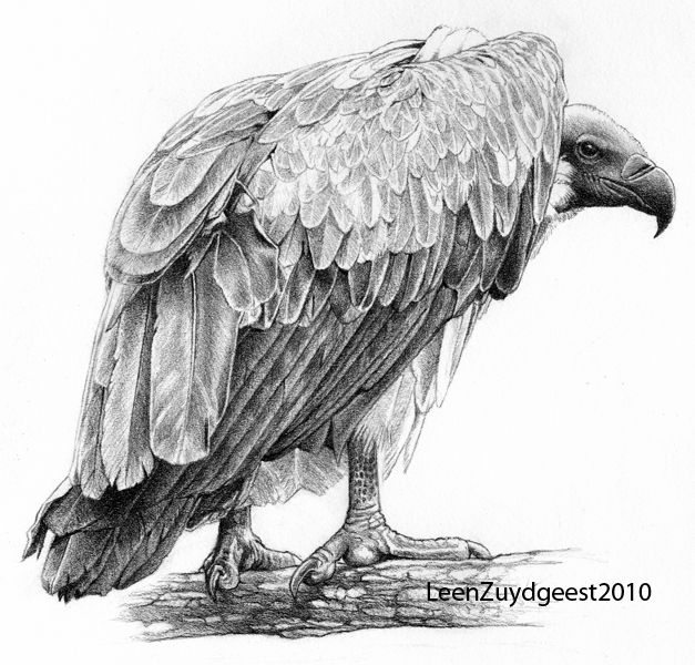 627x600 White Backed Vulture By On - Buzzard Sketch
