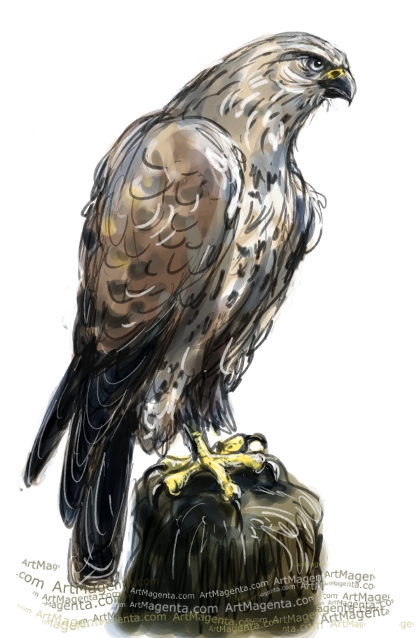 595x910 Birds Rough Legged Buzzard - Buzzard Sketch