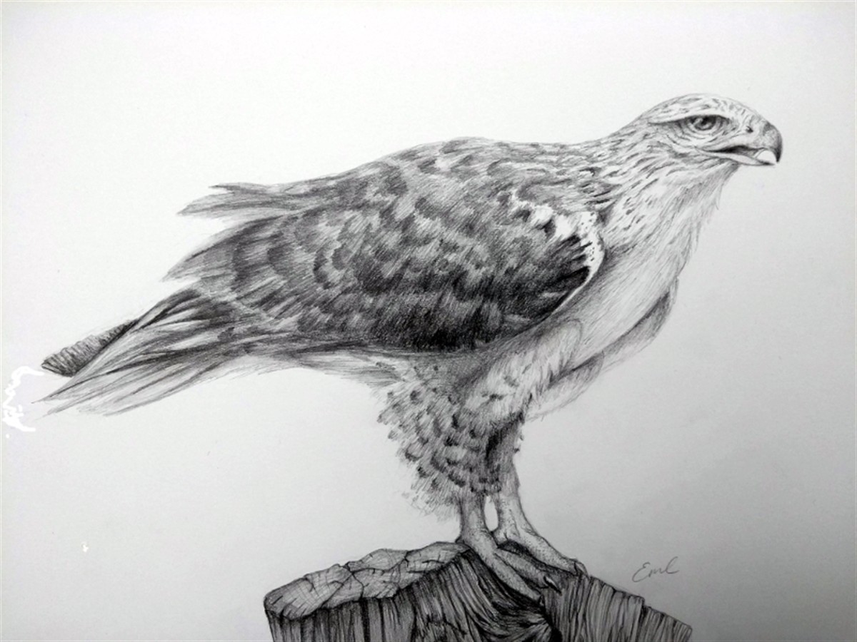 1200x900 Buzzard - Buzzard Sketch