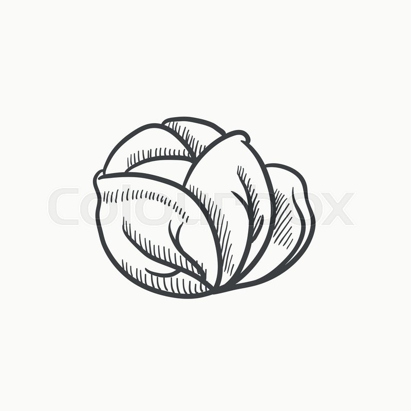800x800 Cabbage Vector Sketch Icon Isolated On Background. Hand Drawn - Cabbage Sketch