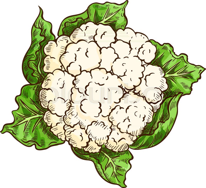 800x730 Cauliflower Vegetable Isolated Sketch. Vector Cauliflower Cabbage - Cabbage Sketch