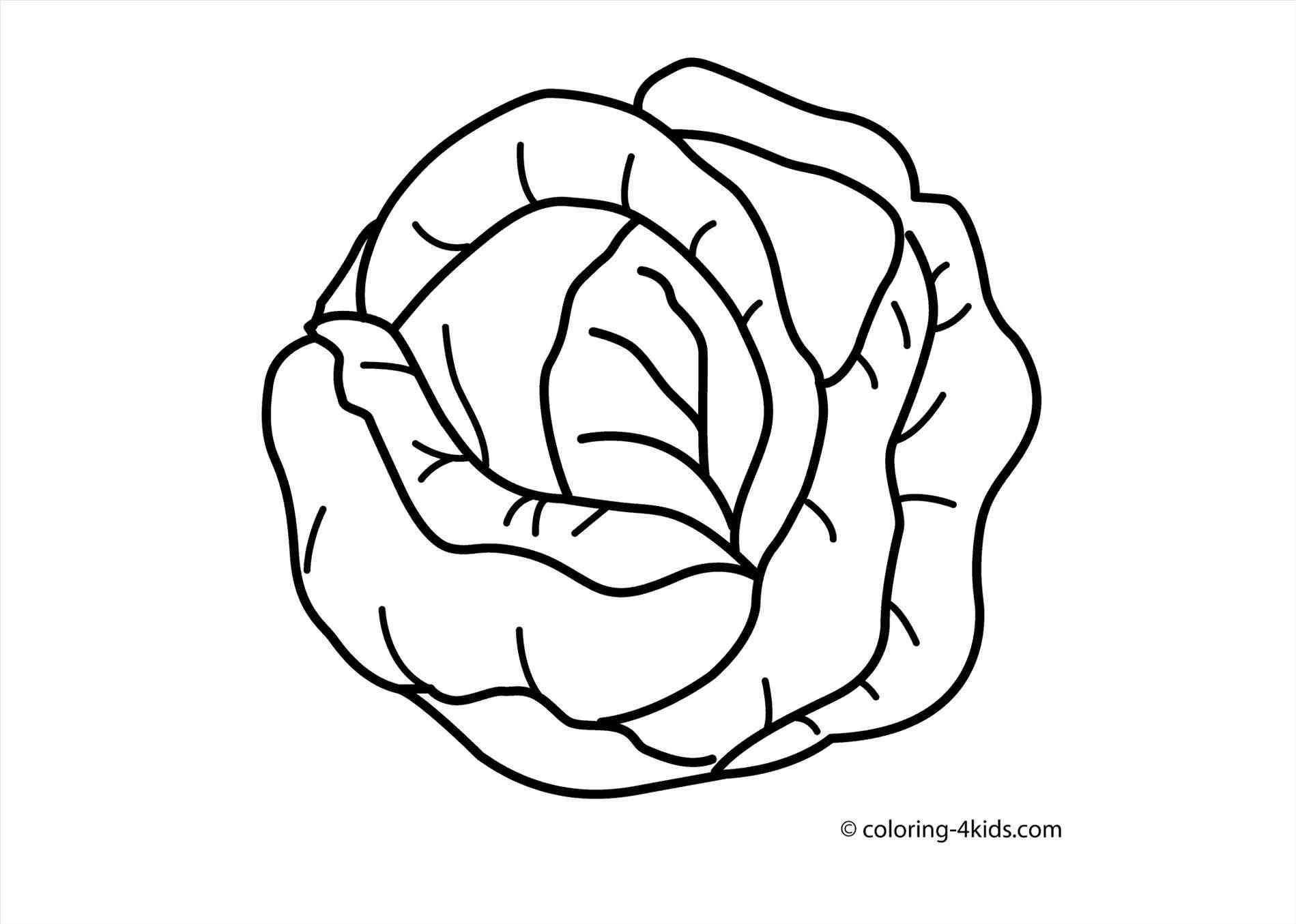 1899x1355 Collection Of Free Cabbaging Clipart Sketch. Download On Ubisafe - Cabbage Sketch