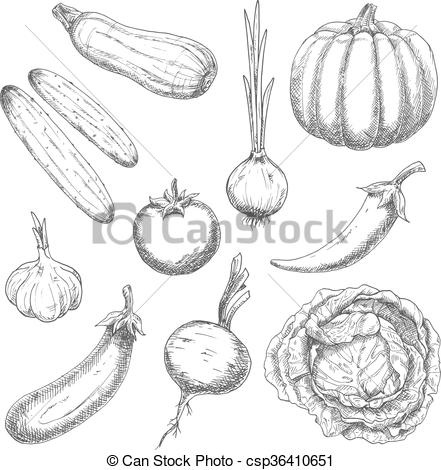 441x470 Farm Vegetables Sketches For Agriculture Design. Wholesome - Cabbage Sketch