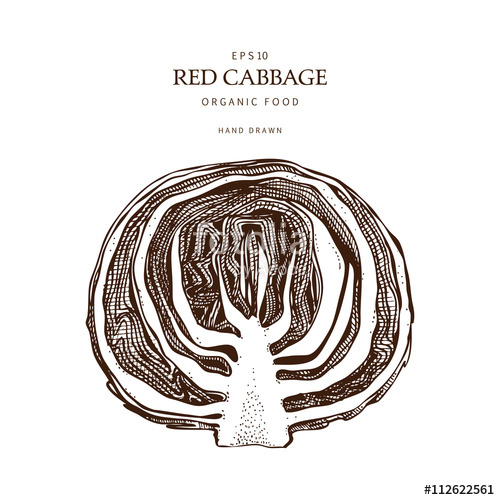 500x500 Hand Drawn Red Cabbage Illustration. Cabbage With Leafs, Cabbage - Cabbage Sketch