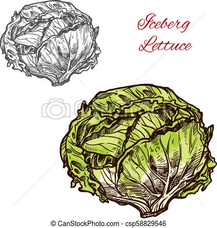 448x470 Iceberg Lettuce Vector Sketch Vegetable. Green Iceberg Lettuce - Cabbage Sketch