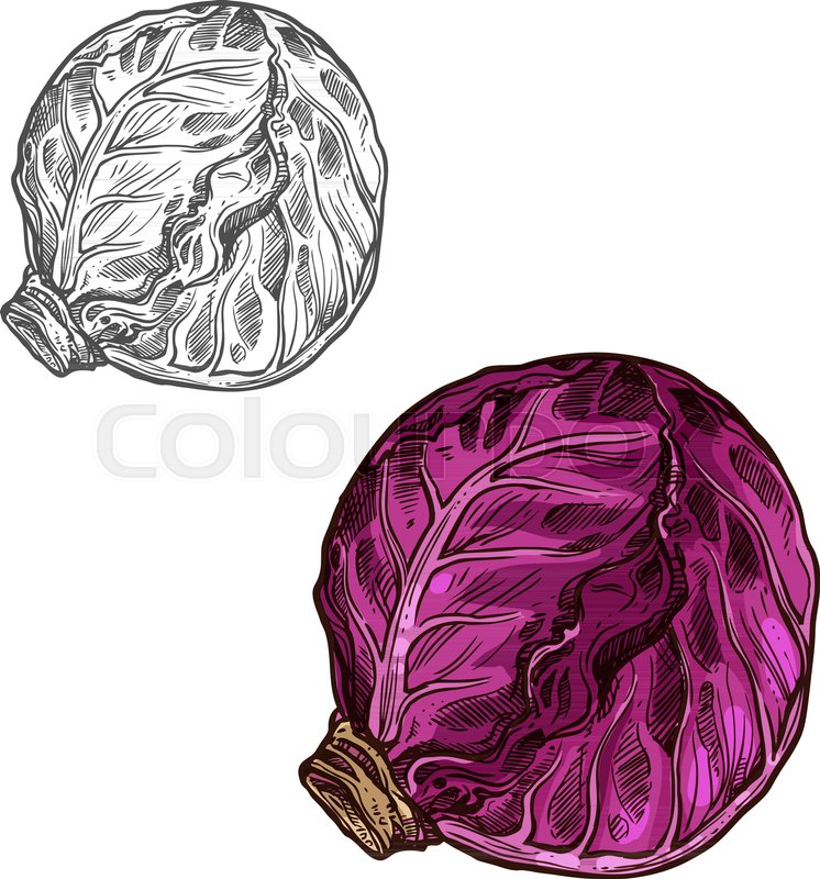 746x800 Red Cabbage Sketch Icon. Vector Isolated Symbol Of Fresh Farm - Cabbage Sketch