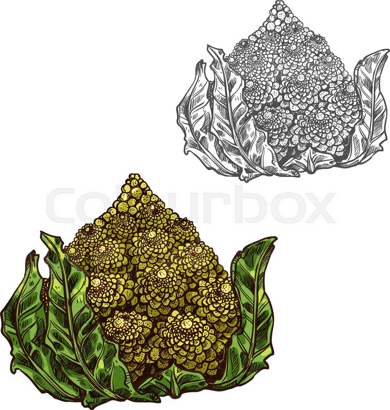 762x800 Romanesco Cabbage Sketch Icon. Vector Isolated Symbol Of Fresh - Cabbage Sketch
