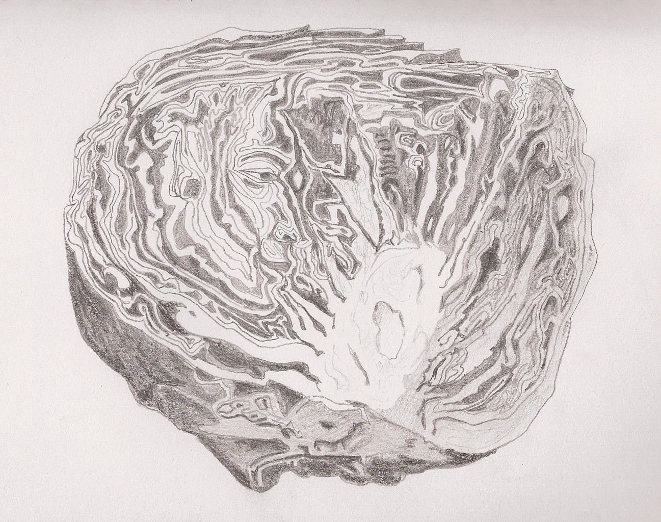 Cabbage Sketch at Explore collection of Cabbage Sketch