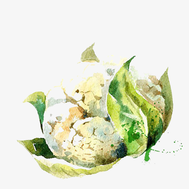 650x651 Sketch Big Cabbage Picture Material, Vegetables, Cabbage, Sketch - Cabbage Sketch