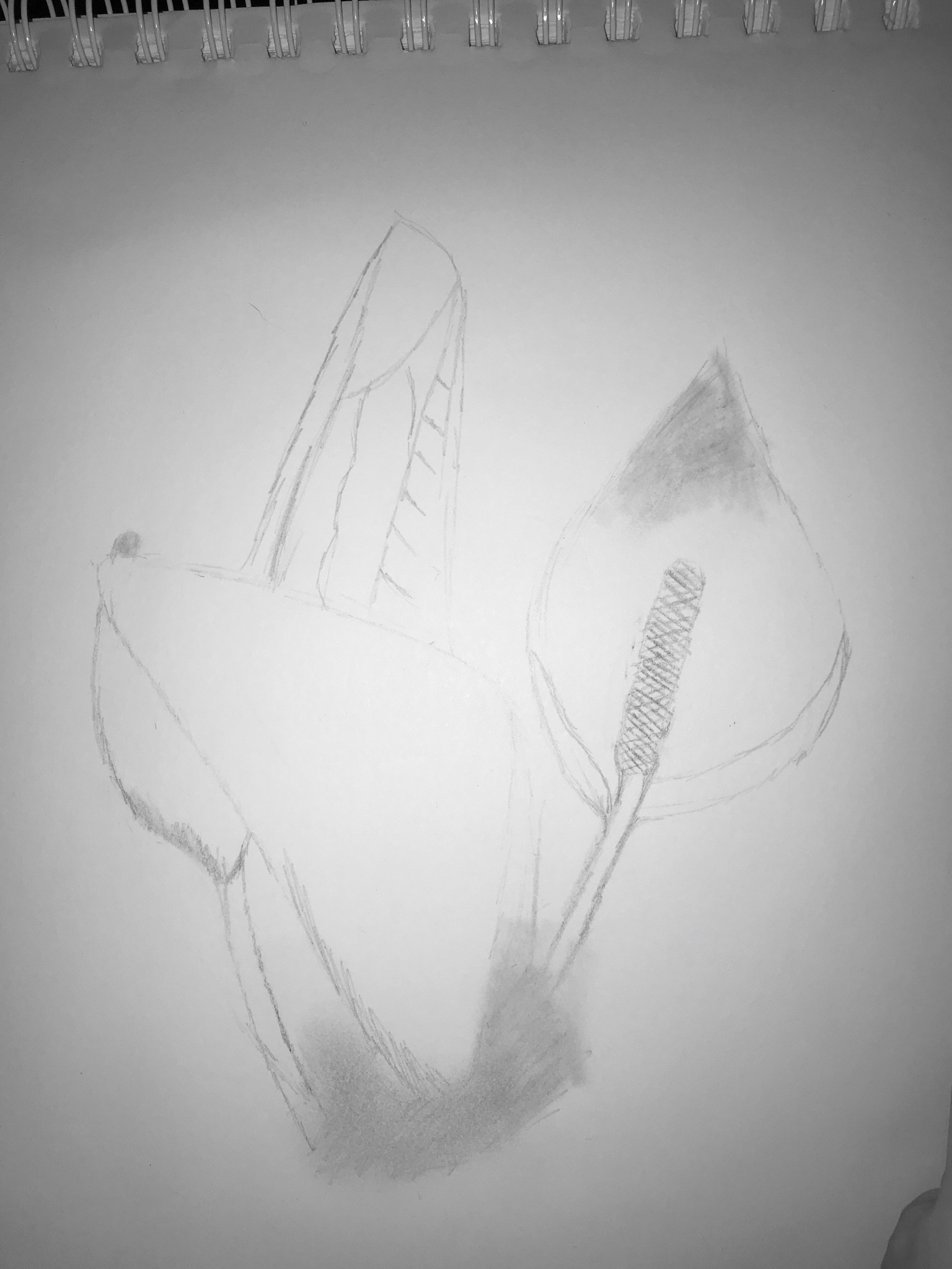 1536x2048 Sketch Daily Flower Or Skunk=skunk Cabbage Flower - Cabbage Sketch