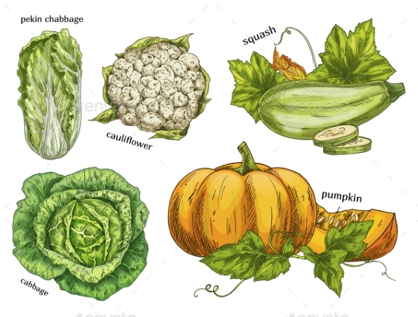 590x448 Sketch Of Napa Cabbage, Squash And Cauliflower By Cookamoto - Cabbage Sketch