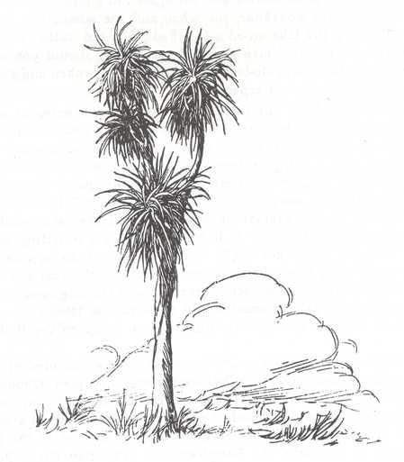 449x513 Sketch Of A New Zealand Cabbage Tree Maori Pasifika - Cabbage Sketch