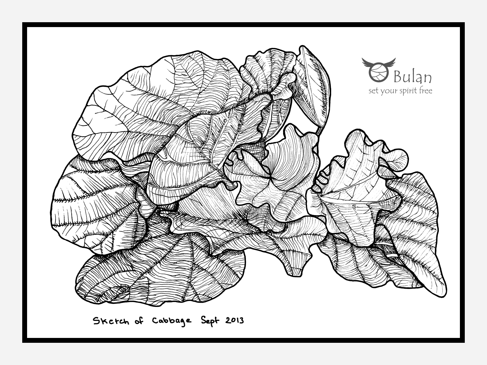 1600x1200 Sketch Of The Day No 143 Cabbage - Cabbage Sketch
