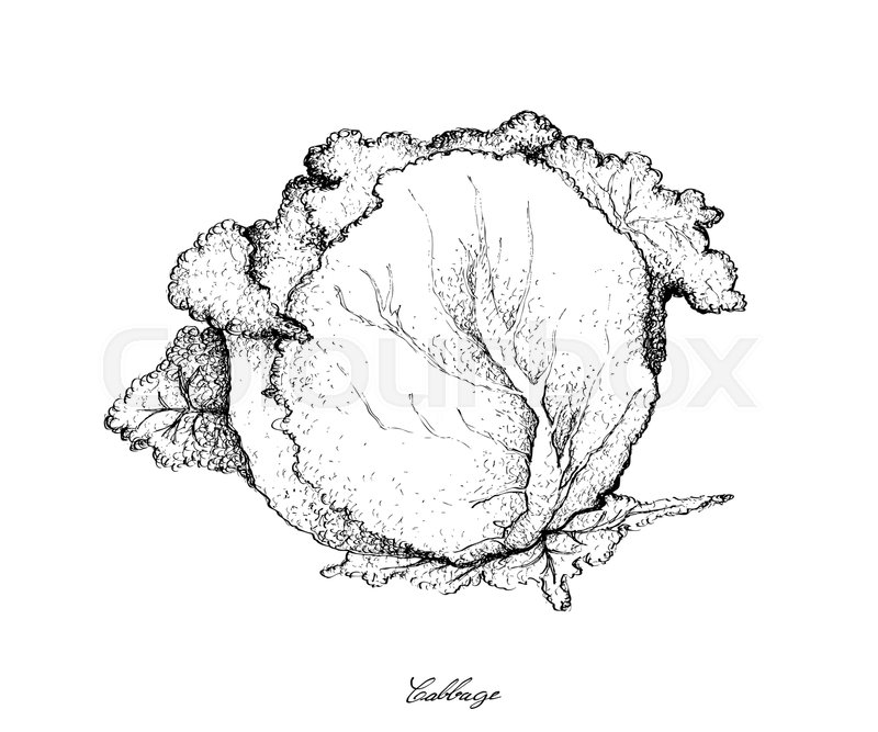 800x667 Stem Vegetable, Illustration Of Hand Drawn Sketch Fresh Green - Cabbage Sketch