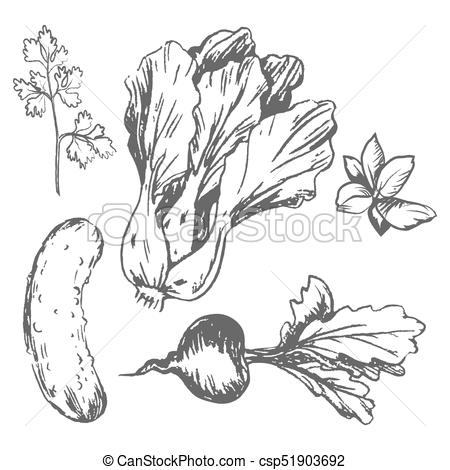 450x470 Tasty Ripe Vegetables And Fresh Greens Sketch. Chinese Cabbage - Cabbage Sketch
