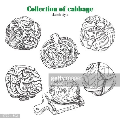 416x416 Vector Collection Of Cabbage In Sketch Style Stock Vectors - Cabbage Sketch