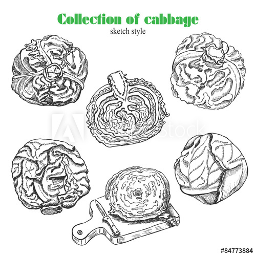 500x500 Vector Collection Of Cabbage In Sketch Style - Cabbage Sketch