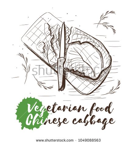 450x470 Vector Hand Drawn Sketch Of Vegetarian Food With Food Name. Eco - Cabbage Sketch