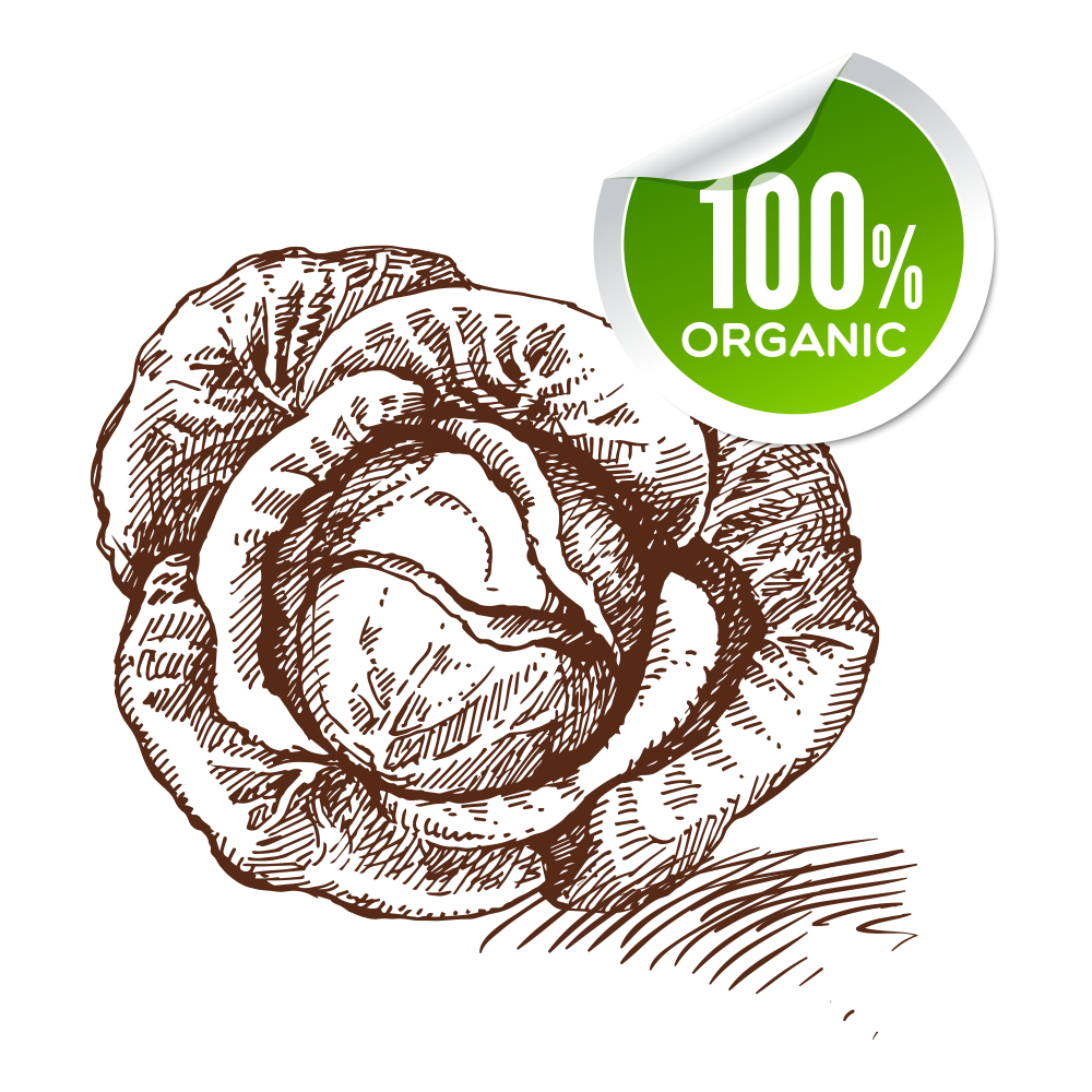 1000x1000 Vegetable Drawing Food Sketch - Cabbage Sketch