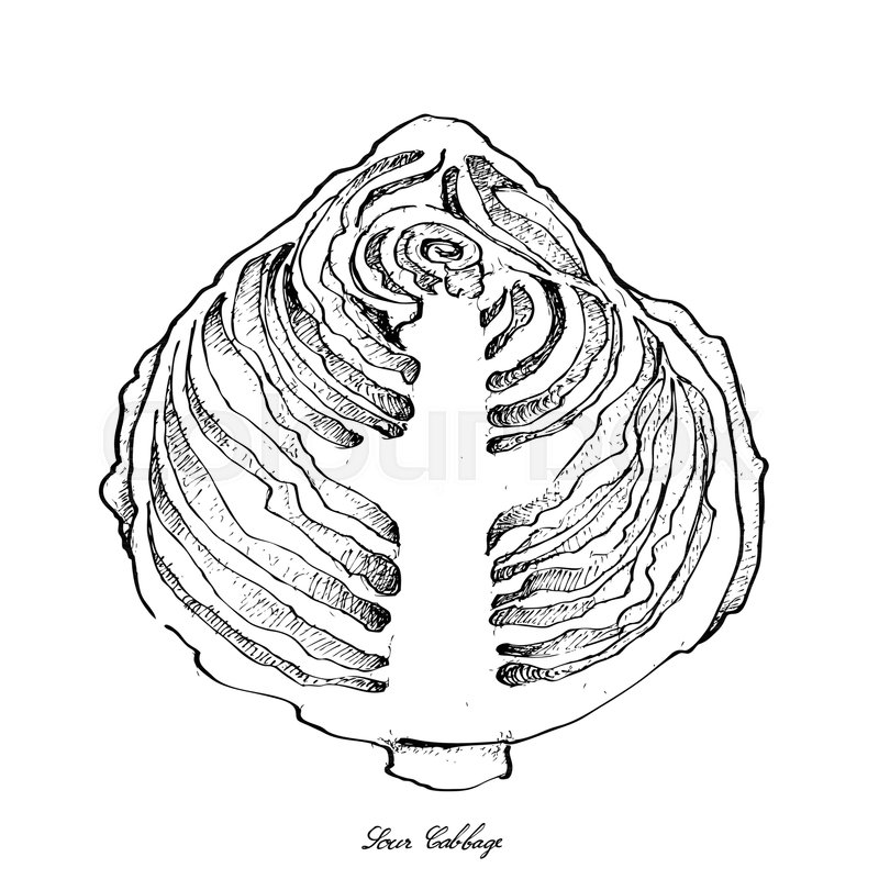 800x800 Vegetable Salad, Illustration Of Hand Drawn Sketch Delicious Fresh - Cabbage Sketch