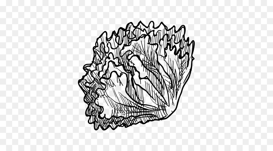 900x500 Visual Arts Vegetable Drawing Fruit Sketch - Cabbage Sketch