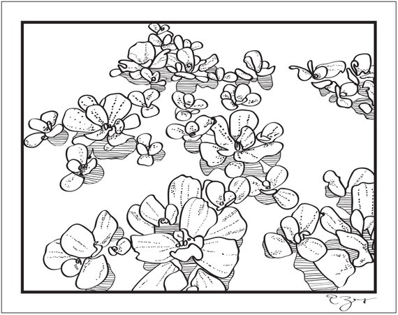 570x451 Water Cabbage Sketch Contour Drawing 8.5 Art Print Etsy - Cabbage Sketch