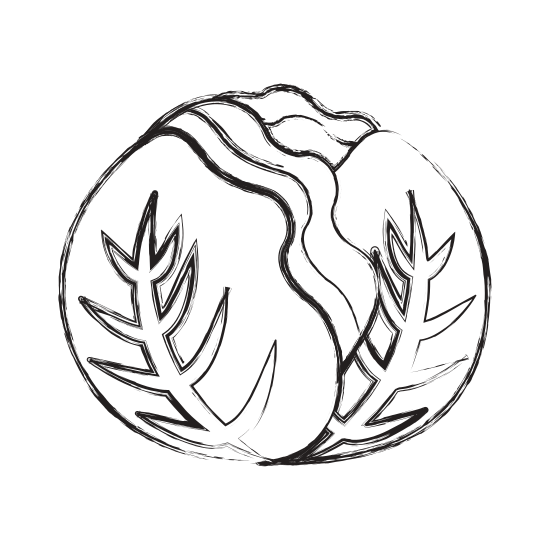 550x550 Cabbage Sketch Clipart - Cabbage Sketch