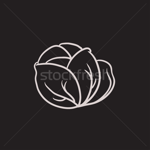 600x600 Cabbage Sketch Icon. Vector Illustration Andrei Krauchuk - Cabbage Sketch