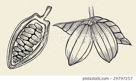 450x270 Cacao Tree Leaves - Cacao Sketch