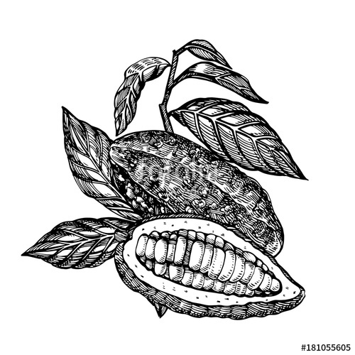 500x500 Chocolate Cocoa Beans Vector Illustration. Engraved Style - Cacao Sketch