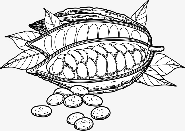650x462 Cocoa Sketch, Cocoa, Cocoa Bean, Cacao Png Image And Clipart For - Cacao Sketch