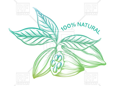 400x300 Colorful Cacao Beans Sketch Vector Image Vector Artwork Of Food - Cacao Sketch