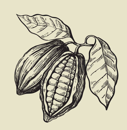 439x450 Cacao Clipart - Cacao Sketch