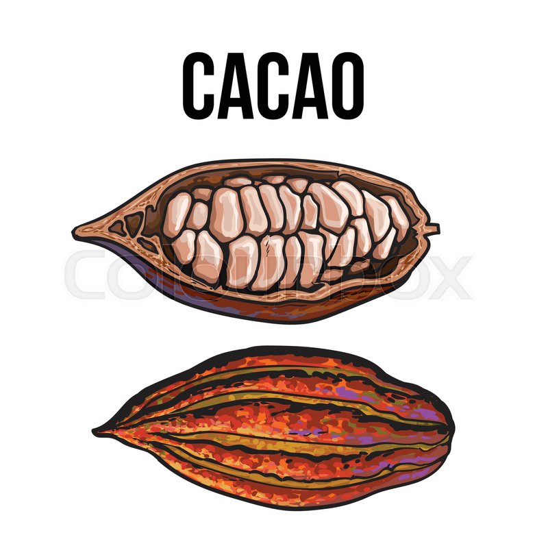 800x800 Hand Drawn Ripe Whole And Cut Cacao Fruits, Sketch Style Vector - Cacao Sketch
